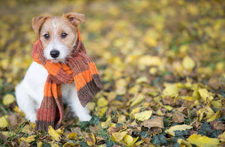 4 Reasons To Schedule Fall AC Tune-Ups