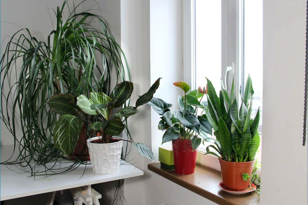 Keep Air Clean with Houseplants in Gainesville, FL